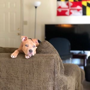 Meet your Posher, Ronald